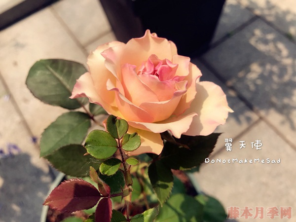 翼天使 翼天使(第九天使)