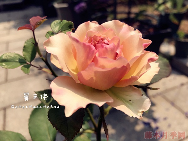 翼天使 翼天使(第九天使)