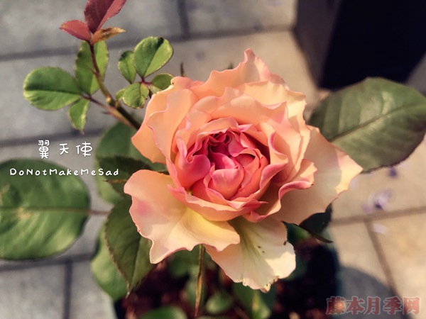 翼天使 翼天使(第九天使)