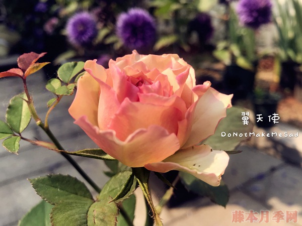翼天使 翼天使(第九天使)