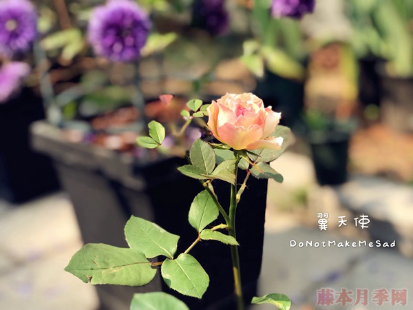 翼天使 翼天使(第九天使)