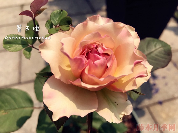 翼天使 翼天使(第九天使)