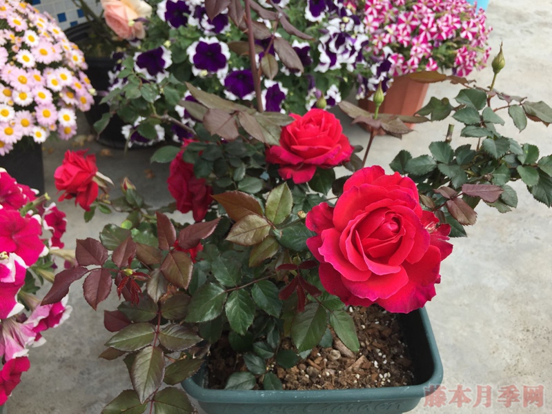 天使长米迦勒 天使长米迦勒