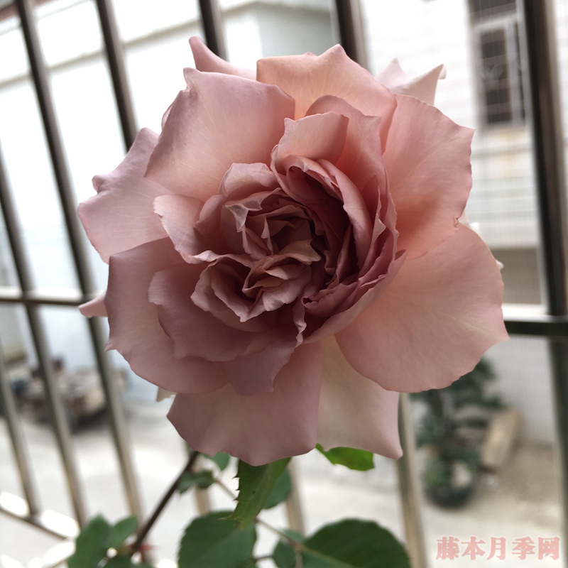 大地天使 大地天使(亚列尔)