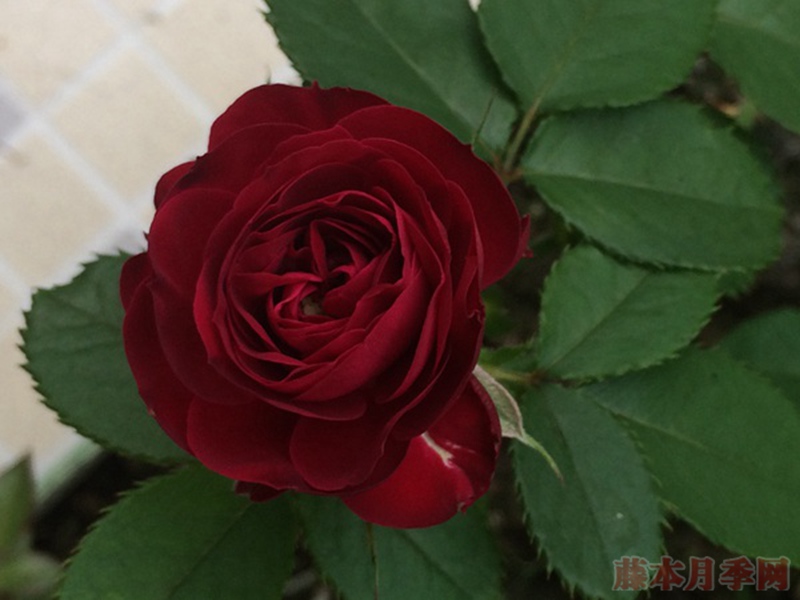 红色蕾丝 红色蕾丝Red Lace