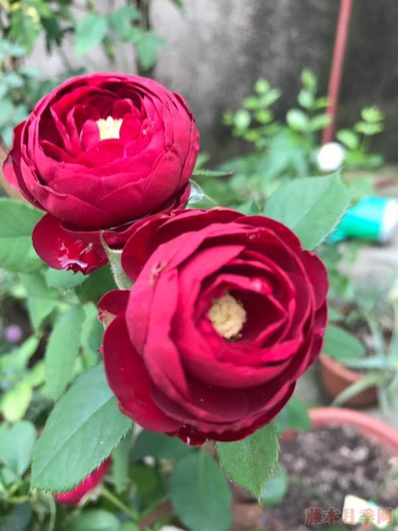 红色蕾丝 红色蕾丝
