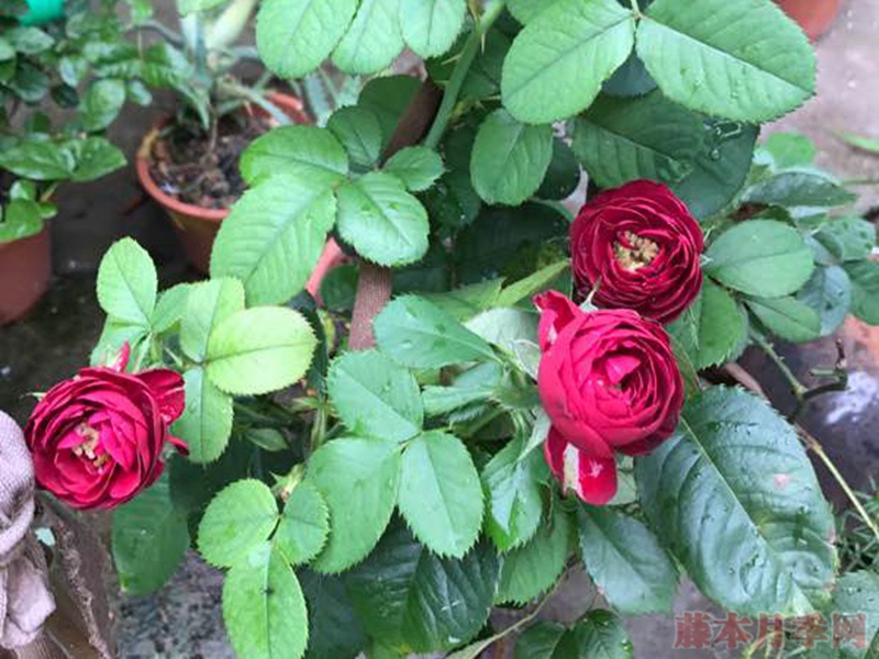 红色蕾丝 红色蕾丝Red Lace