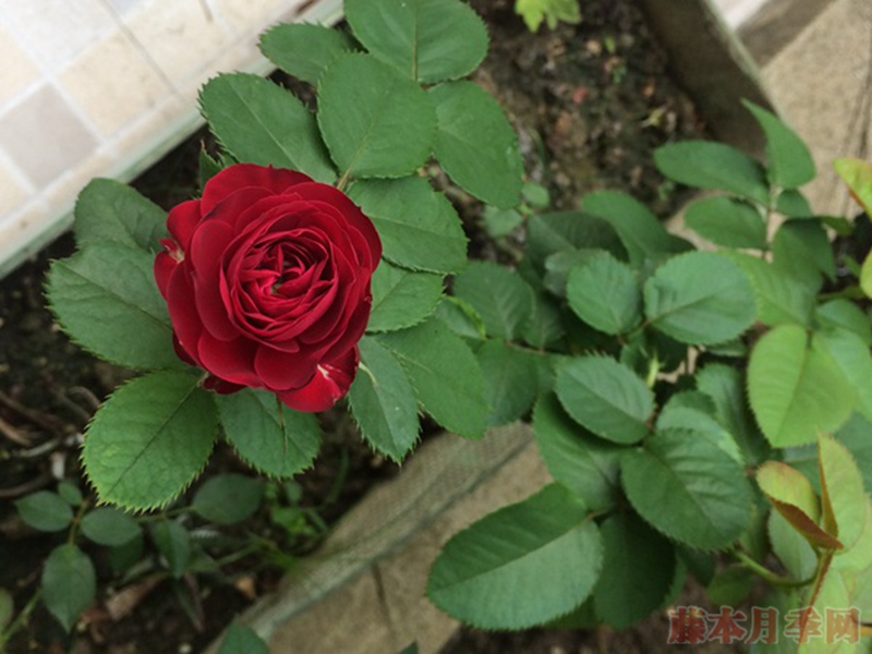 红色蕾丝 红色蕾丝Red Lace