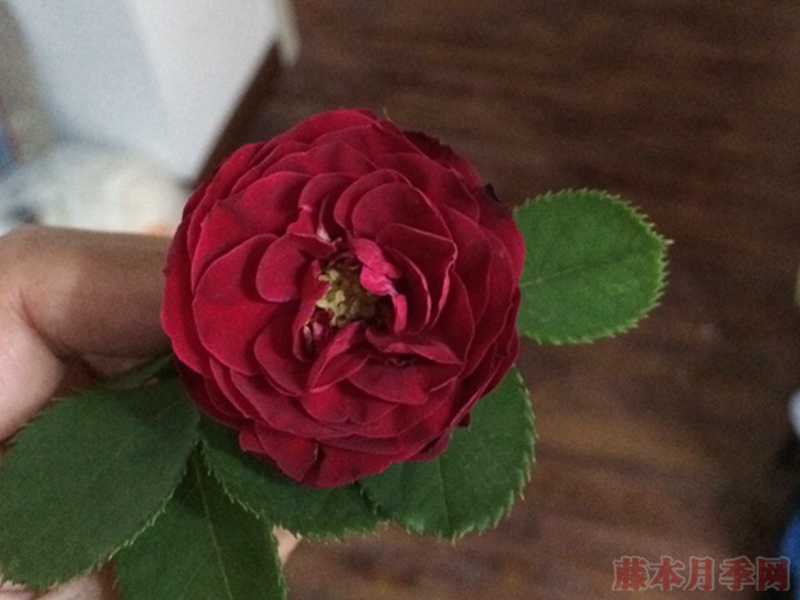 红色蕾丝 红色蕾丝Red Lace