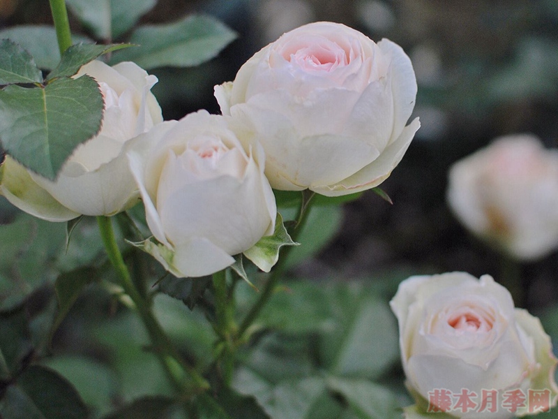 陶瓷蕾丝 陶瓷蕾丝(Ceramiclace)