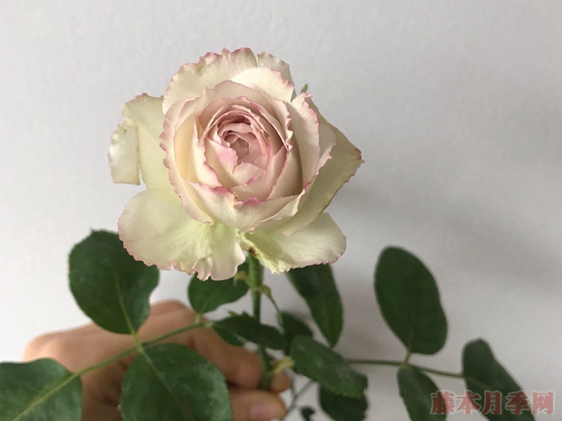 银色蕾丝 银色蕾丝