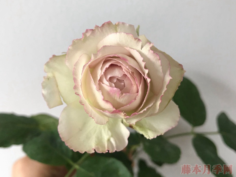 银色蕾丝 银色蕾丝