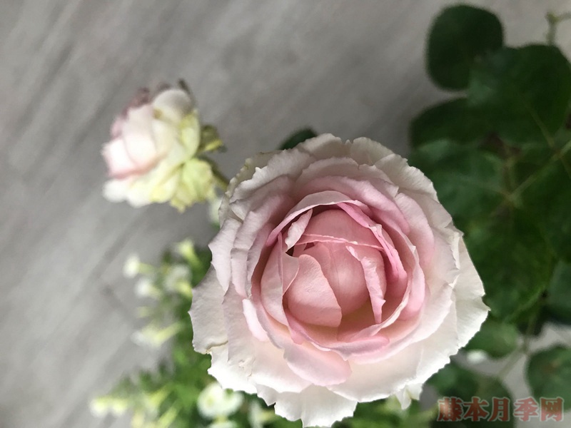 银色蕾丝 银色蕾丝