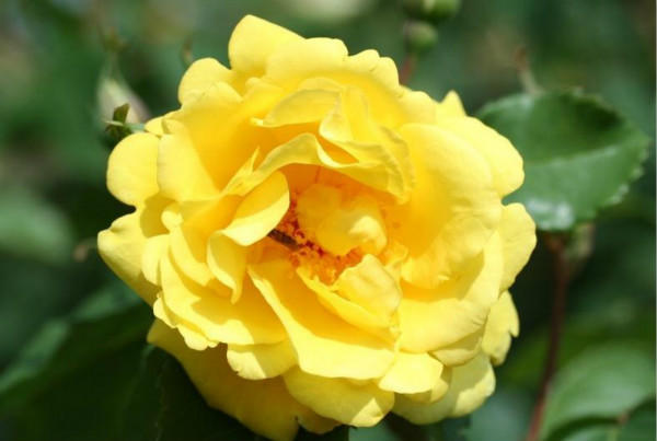 月季花适合用什么土种植 月季花适合用什么土种植