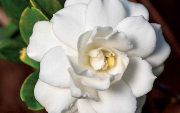 栀子花 栀子花