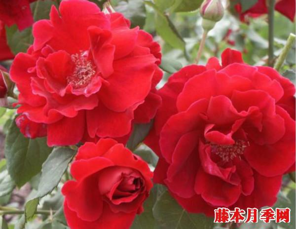 朱墨双辉 朱墨双辉