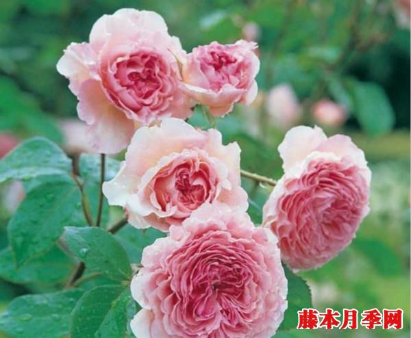 詹姆斯戈尔韦 詹姆斯戈尔韦
