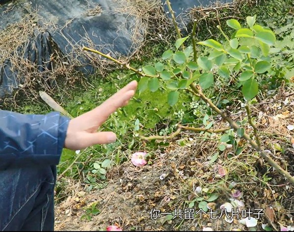 冬季两广地区怎么修剪能在春节爆盆