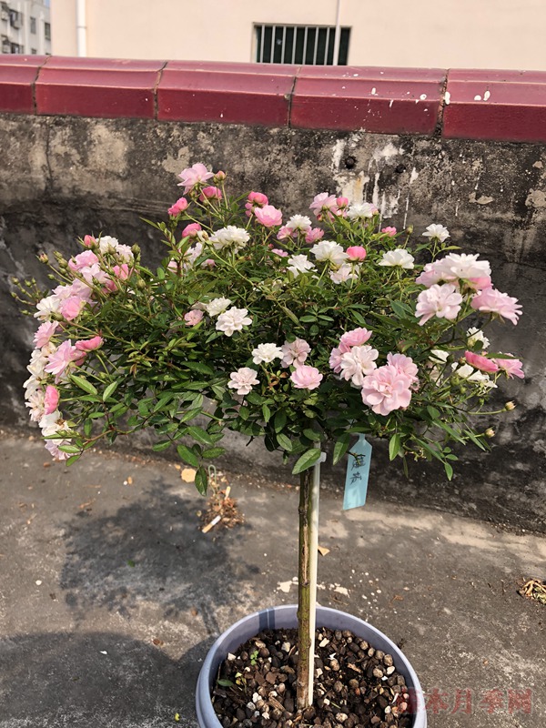 如何养出一棵完美的棒棒糖月季 如何养出一棵完美的棒棒糖月季