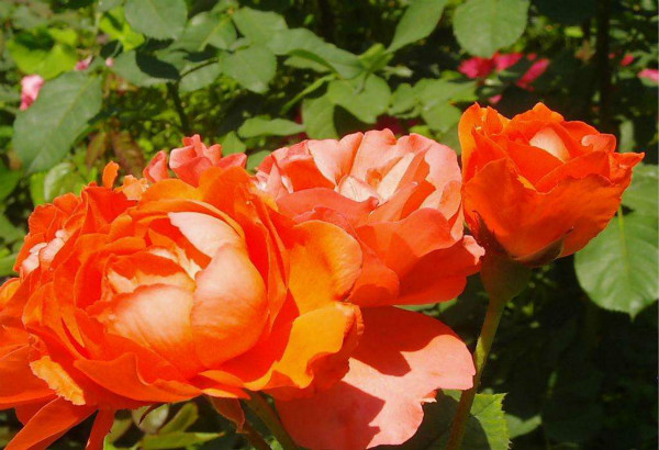 1575590228422201.jpg 3_meitu_3.jpg
