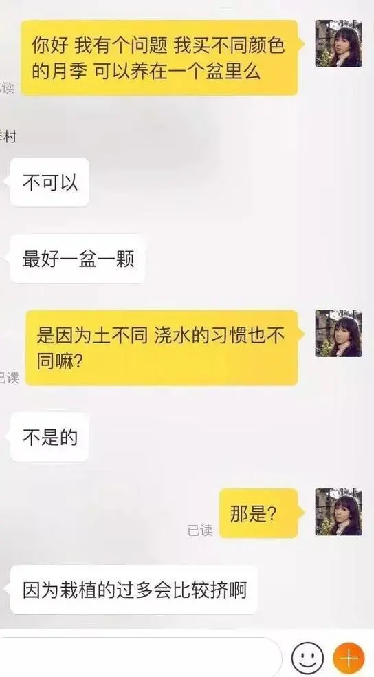 不同花色的月季可以栽到同一个花盆里吗? 不同花色的月季可以栽到同一个花盆里吗?