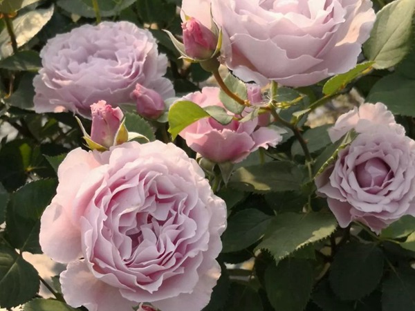 蜻蜓Libellula 蜻蜓Libellula