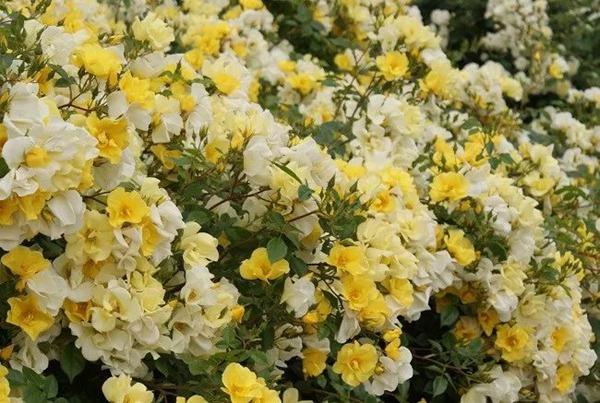 柠檬酒Lemoncello 柠檬酒Lemoncello