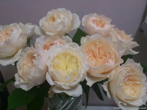 白桃冻糕White Peach Sorbet 白桃冻糕White Peach Sorbet