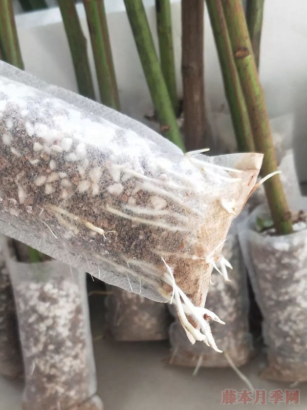蔷薇杆嫁接砧木的扦插方法 蔷薇杆嫁接砧木的扦插方法