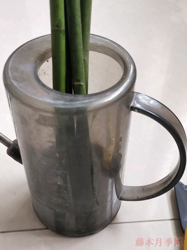 蔷薇杆嫁接砧木的扦插方法 蔷薇杆嫁接砧木的扦插方法