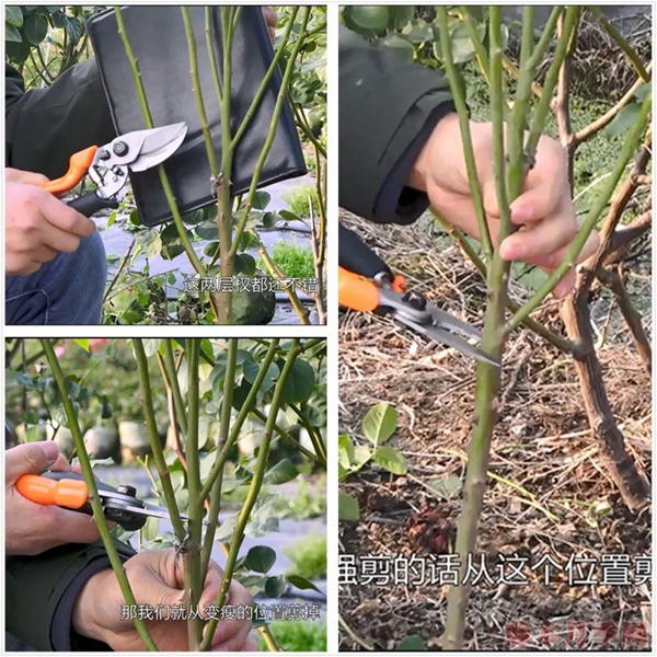 冬剪丰花月季修剪注意事项