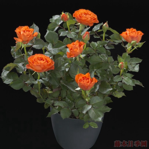 橙色宝石Orange Jewel 橙色宝石Orange Jewel