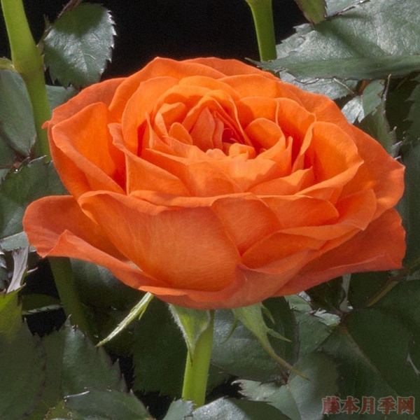 橙色宝石Orange Jewel 橙色宝石Orange Jewel