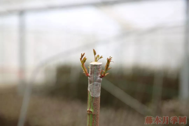 月季嫁接苗好来还是扦插苗好? 月季嫁接苗好来还是扦插苗好?