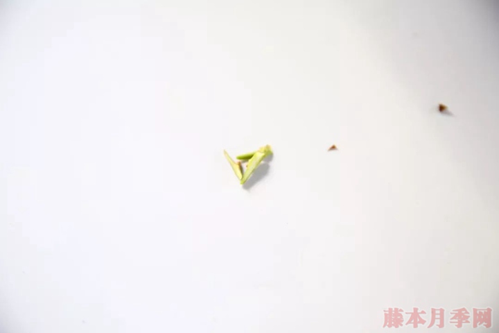 月季嫁接苗好来还是扦插苗好? 月季嫁接苗好来还是扦插苗好?