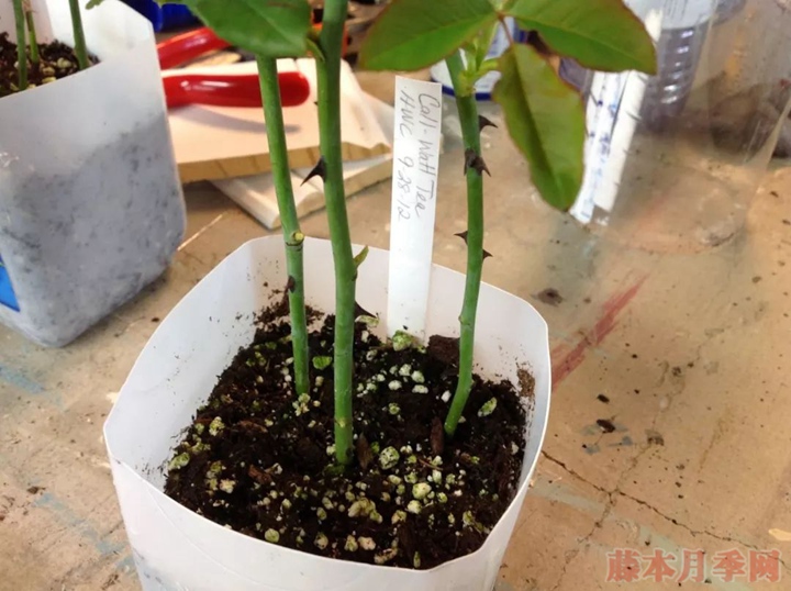月季嫁接苗好来还是扦插苗好? 月季嫁接苗好来还是扦插苗好?