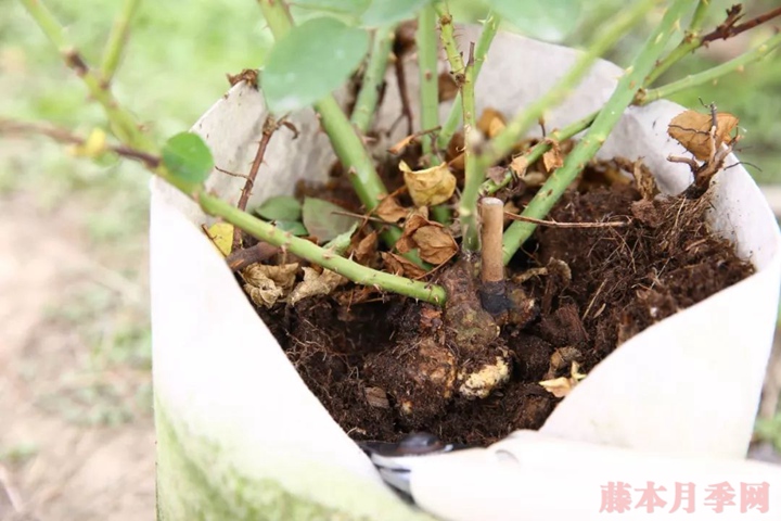 月季移栽要不要洗根,要不要蘸生根粉? 月季移栽要不要洗根,要不要蘸生根粉?