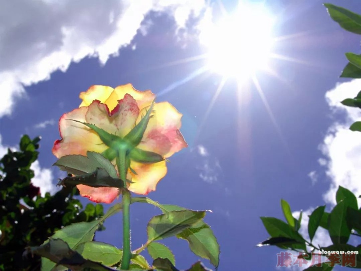 夏季高温月季可不可以施肥? 夏季高温月季可不可以施肥?
