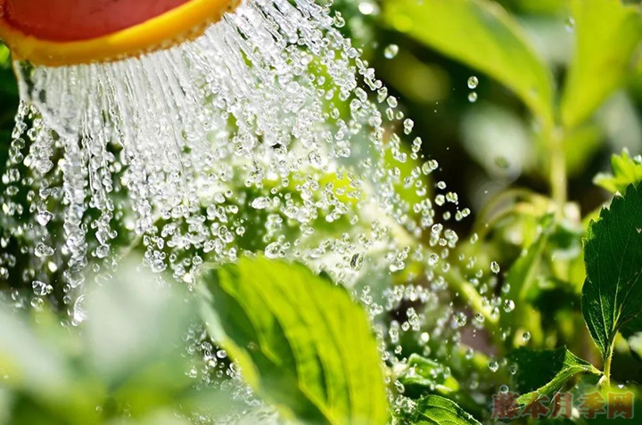 淘米水、茶叶水、牛奶可以用来浇花吗? 淘米水、茶叶水、牛奶可以用来浇花吗?