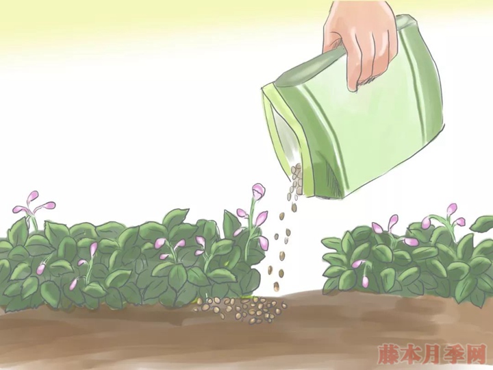月季花期可以施肥吗? 月季花期可以施肥吗?