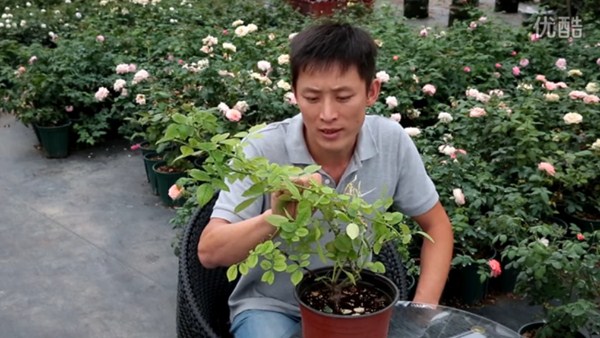 月季缺镁有哪些症状,怎么补? 月季缺镁有哪些症状,怎么补?