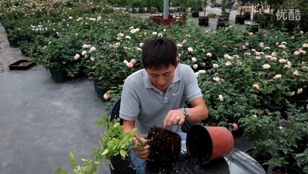 月季缺镁有哪些症状,怎么补? 月季缺镁有哪些症状,怎么补?