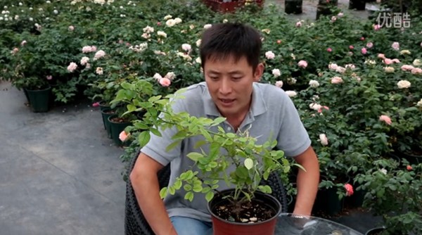 月季缺镁有哪些症状,怎么补? 月季缺镁有哪些症状,怎么补?