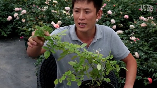 月季缺镁有哪些症状,怎么补? 月季缺镁有哪些症状,怎么补?