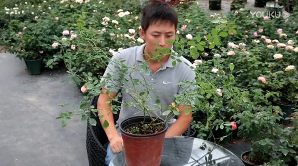 月季缺钙有哪些症状,怎么补钙? 月季缺钙有哪些症状,怎么补钙?