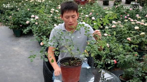 月季缺钙有哪些症状,怎么补钙? 月季缺钙有哪些症状,怎么补钙?