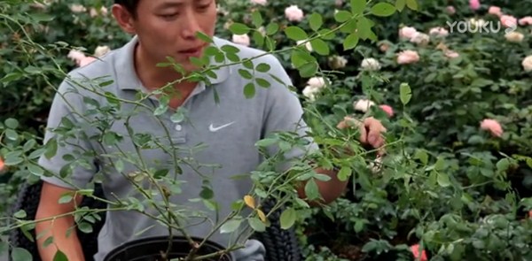 月季缺钙有哪些症状,怎么补钙? 月季缺钙有哪些症状,怎么补钙?