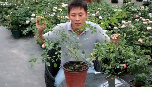 月季缺钙有哪些症状,怎么补钙? 月季缺钙有哪些症状,怎么补钙?