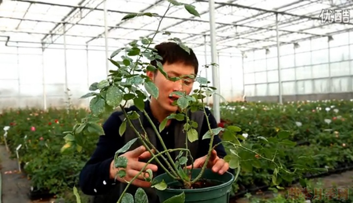 大花月季,丰花月季,微型月季的冬季修剪 大花月季,丰花月季,微型月季的冬季修剪