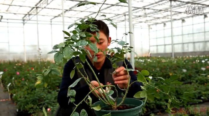 大花月季,丰花月季,微型月季的冬季修剪 大花月季,丰花月季,微型月季的冬季修剪